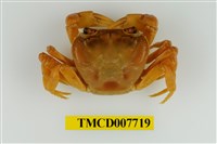 藏品(拉氏清溪蟹)的圖片